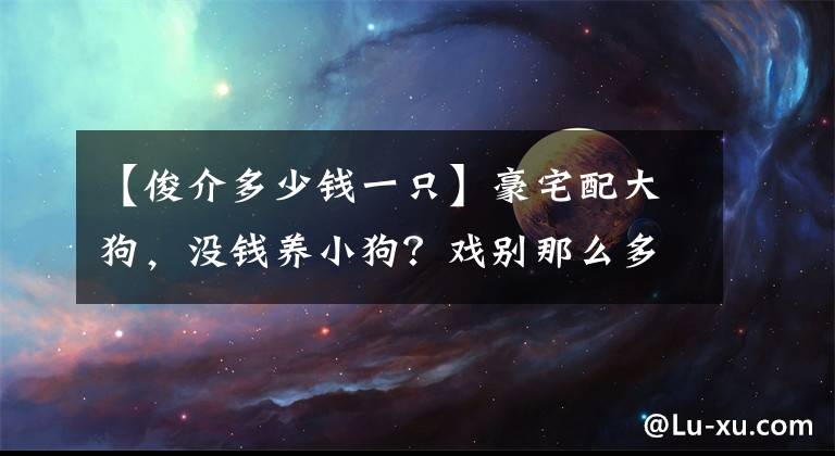 【俊介多少錢一只】豪宅配大狗，沒錢養(yǎng)小狗？戲別那么多