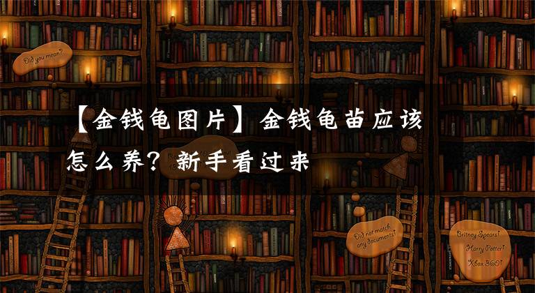 【金錢龜圖片】金錢龜苗應(yīng)該怎么養(yǎng)？新手看過來