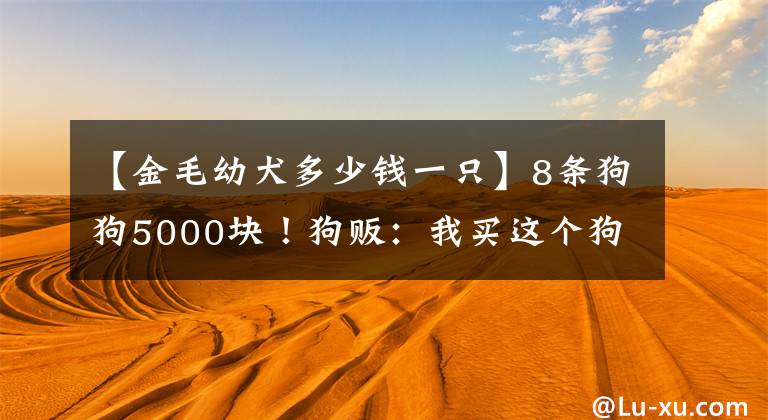 【金毛幼犬多少錢一只】8條狗狗5000塊！狗販：我買這個(gè)狗就留著賣狗肉，留著養(yǎng)著它干嘛