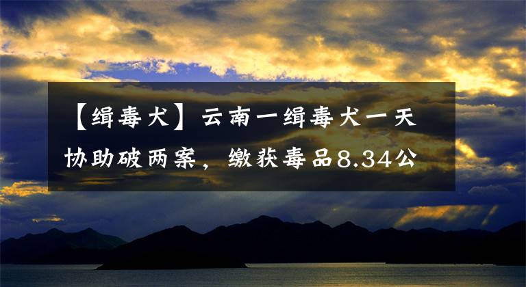 【緝毒犬】云南一緝毒犬一天協(xié)助破兩案，繳獲毒品8.34公斤