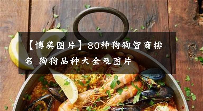 【博美圖片】80種狗狗智商排名 狗狗品種大全及圖片