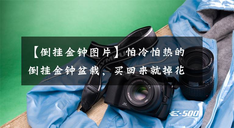 【倒掛金鐘圖片】怕冷怕熱的倒掛金鐘盆栽，買回來就掉花苞，莖葉易低垂怎么解決？