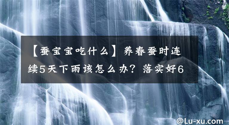 【蠶寶寶吃什么】養(yǎng)春蠶時(shí)連續(xù)5天下雨該怎么辦？落實(shí)好6項(xiàng)措施可使蠶繭產(chǎn)量穩(wěn)定