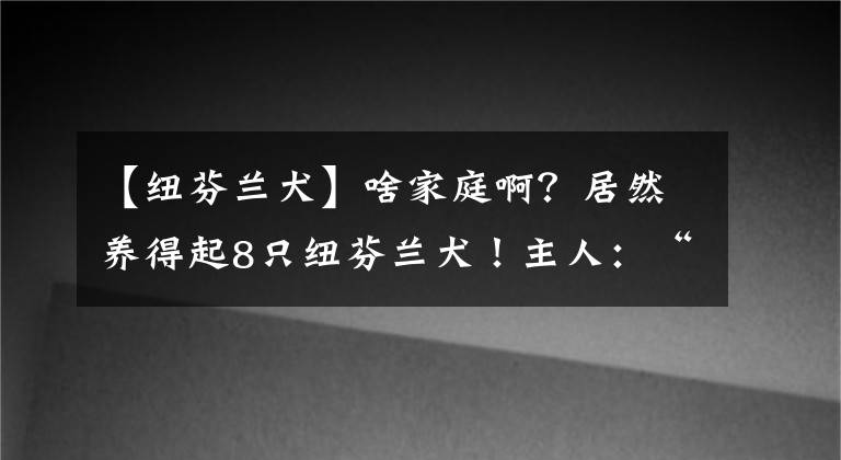 【紐芬蘭犬】啥家庭??？居然養(yǎng)得起8只紐芬蘭犬！主人：“我還想再養(yǎng)幾只?！?></a></div> <div   id=