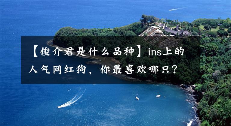 【俊介君是什么品種】ins上的人氣網(wǎng)紅狗，你最喜歡哪只？