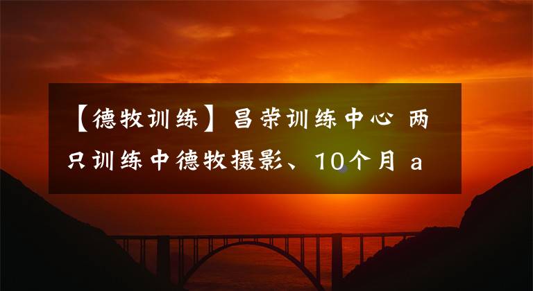 【德牧訓(xùn)練】昌榮訓(xùn)練中心 兩只訓(xùn)練中德牧攝影、10個(gè)月 and 2歲