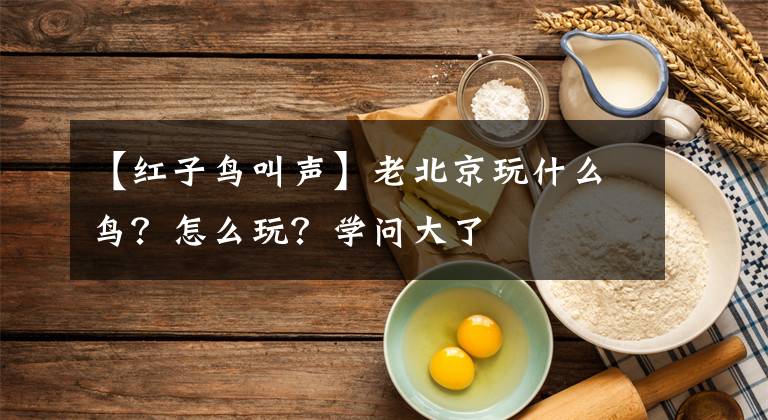 【紅子鳥(niǎo)叫聲】老北京玩什么鳥(niǎo)？怎么玩？學(xué)問(wèn)大了