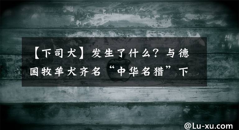 【下司犬】發(fā)生了什么？與德國牧羊犬齊名“中華名獵”下司犬變成膽小粘人精