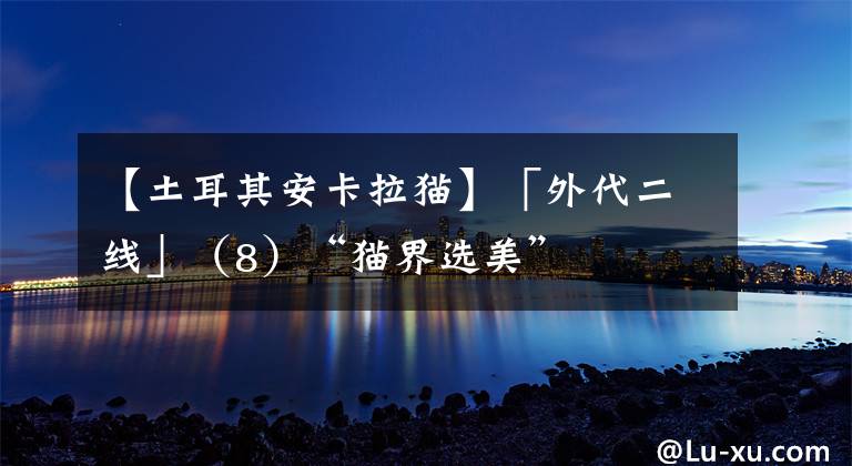 【土耳其安卡拉貓】「外代二線」（8）“貓界選美”