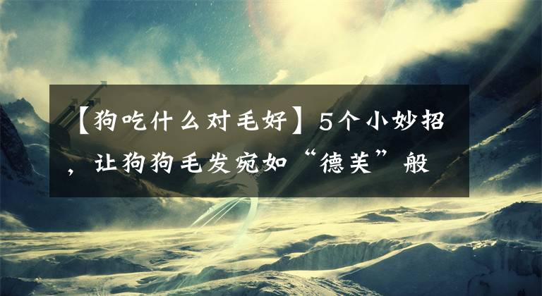 【狗吃什么對(duì)毛好】5個(gè)小妙招，讓狗狗毛發(fā)宛如“德芙”般絲滑