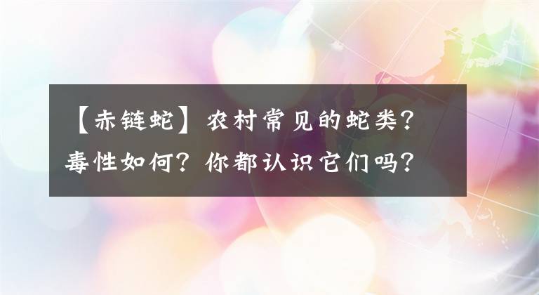 【赤鏈蛇】農(nóng)村常見的蛇類？毒性如何？你都認(rèn)識(shí)它們嗎？