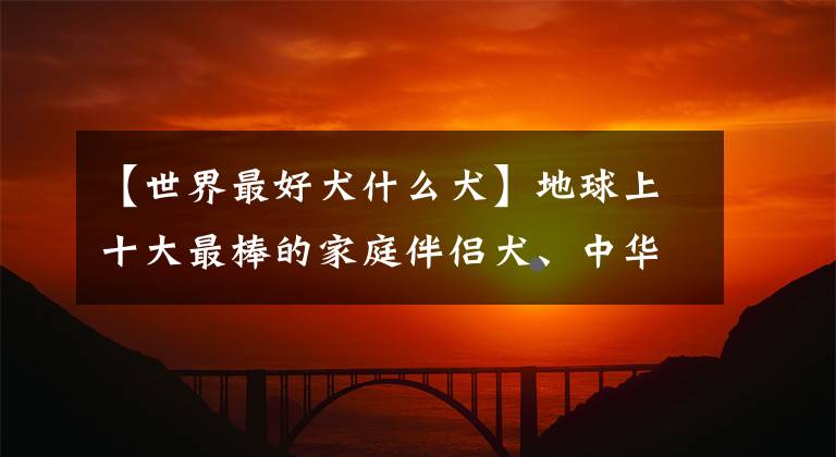 【世界最好犬什么犬】地球上十大最棒的家庭伴侶犬、中華田園犬主打名單，你喜歡哪個(gè)？