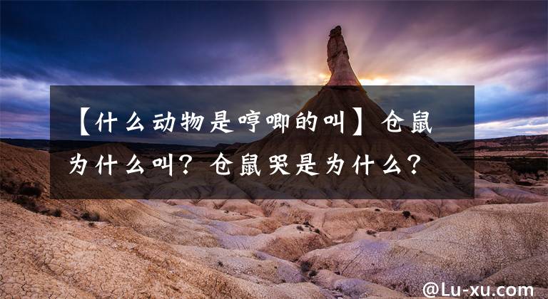 【什么動物是哼唧的叫】倉鼠為什么叫？倉鼠哭是為什么？