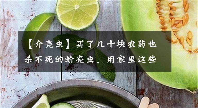 【介殼蟲】買了幾十塊農(nóng)藥也殺不死的蚧殼蟲，用家里這些東西能輕松清除