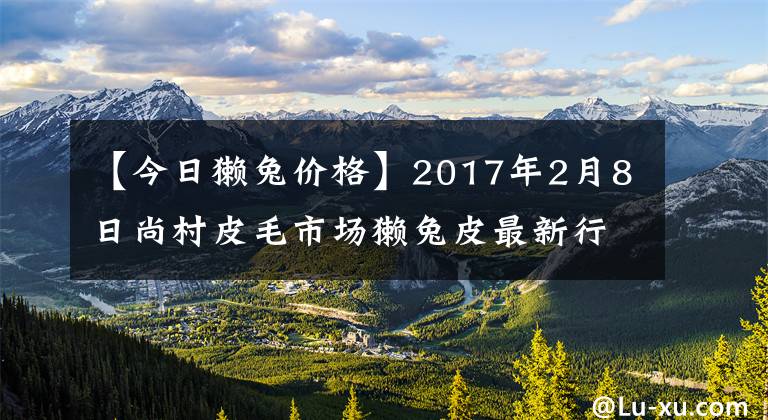 【今日獺兔價(jià)格】2017年2月8日尚村皮毛市場獺兔皮最新行情