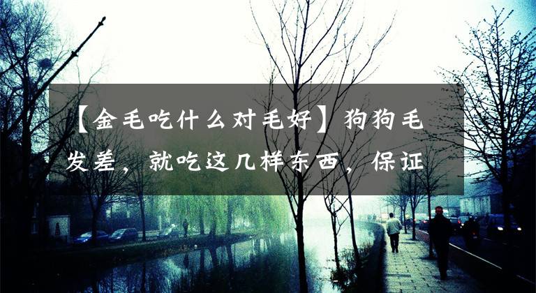 【金毛吃什么對毛好】狗狗毛發(fā)差，就吃這幾樣?xùn)|西，保證毛發(fā)靚麗