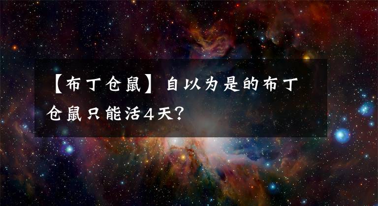 【布丁倉鼠】自以為是的布丁倉鼠只能活4天？