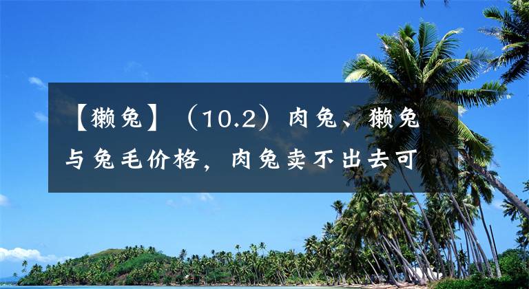 【獺兔】（10.2）肉兔、獺兔與兔毛價(jià)格，肉兔賣不出去可以找我