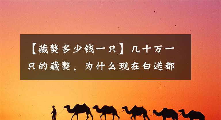 【藏獒多少錢一只】幾十萬(wàn)一只的藏獒，為什么現(xiàn)在白送都沒(méi)人要？狗販子說(shuō)出大實(shí)話