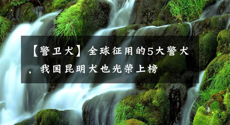 【警衛(wèi)犬】全球征用的5大警犬，我國昆明犬也光榮上榜