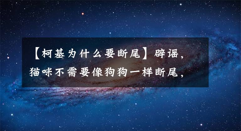 【柯基為什么要斷尾】辟謠，貓咪不需要像狗狗一樣斷尾，且需知斷尾本身就是千古謠言