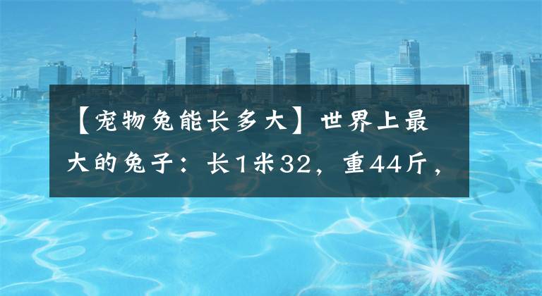 【寵物兔能長多大】世界上最大的兔子：長1米32，重44斤，四川人：這個兔頭有點意思