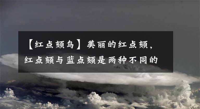 【紅點頦鳥】美麗的紅點頦，紅點頦與藍點頦是兩種不同的鳥，也是比較稀有的鳥