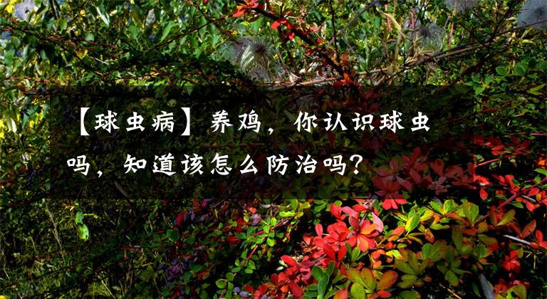 【球蟲病】養(yǎng)雞，你認識球蟲嗎，知道該怎么防治嗎？