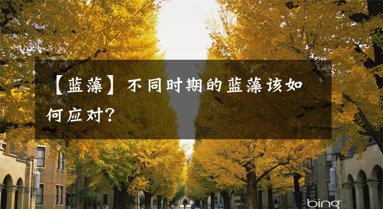 【藍(lán)藻】不同時(shí)期的藍(lán)藻該如何應(yīng)對(duì)？