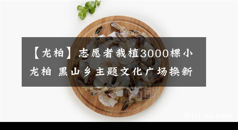 【龍柏】志愿者栽植3000棵小龍柏 黑山鄉(xiāng)主題文化廣場(chǎng)換新顏