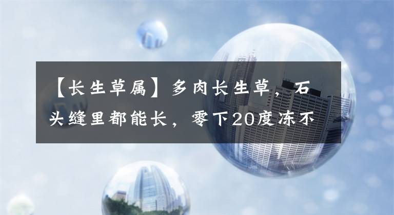 【長生草屬】多肉長生草，石頭縫里都能長，零下20度凍不死！