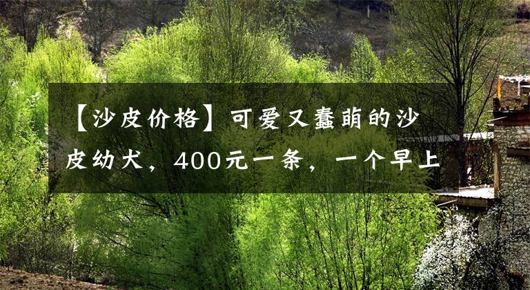 【沙皮價格】可愛又蠢萌的沙皮幼犬，400元一條，一個早上一條沒賣出去！