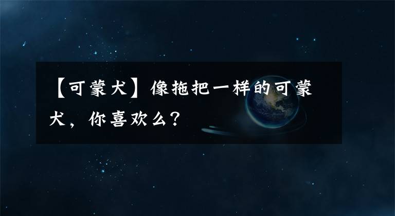 【可蒙犬】像拖把一樣的可蒙犬，你喜歡么？