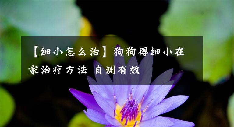 【細(xì)小怎么治】狗狗得細(xì)小在家治療方法 自測(cè)有效