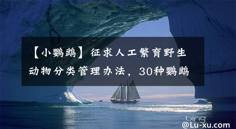 【小鸚鵡】征求人工繁育野生動物分類管理辦法，30種鸚鵡歸類于寵物管理