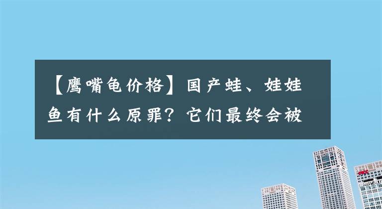 【鷹嘴龜價格】國產蛙、娃娃魚有什么原罪？它們最終會被禁食嗎？