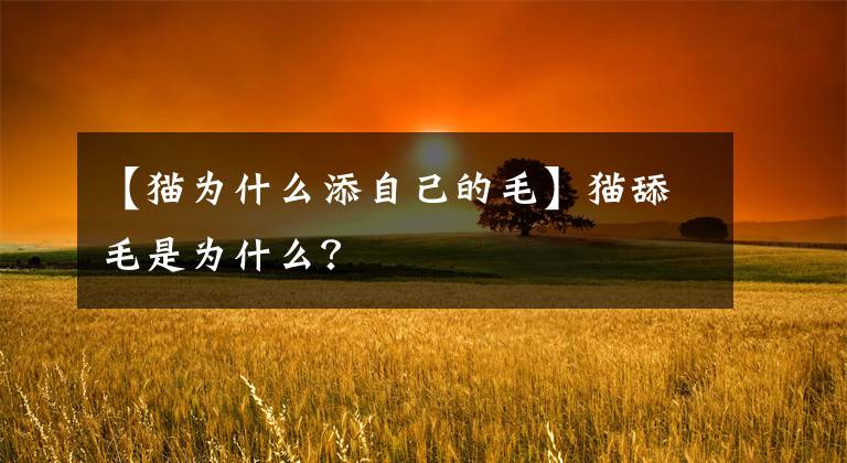 【貓為什么添自己的毛】貓?zhí)蛎菫槭裁矗?></a></div>
              <div   id=