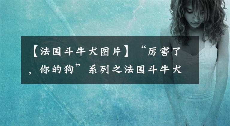 【法國斗牛犬圖片】“厲害了，你的狗”系列之法國斗牛犬