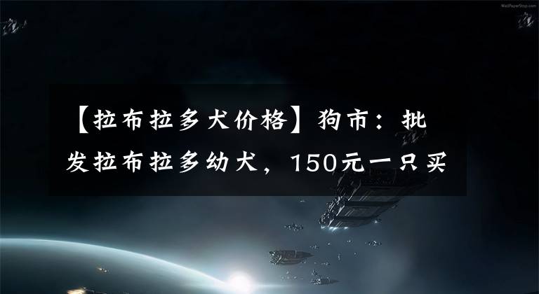 【拉布拉多犬價格】狗市：批發(fā)拉布拉多幼犬，150元一只買家嫌貴！