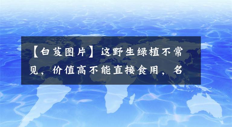 【白芨圖片】這野生綠植不常見，價值高不能直接食用，名叫“白芨”見過人的少