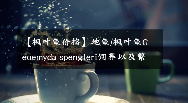 【楓葉龜價格】地龜/楓葉龜Geoemyda spengleri飼養(yǎng)以及繁育需知（上）