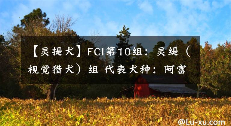 【靈提犬】FCI第10組：靈緹（視覺獵犬）組 代表犬種：阿富汗獵犬