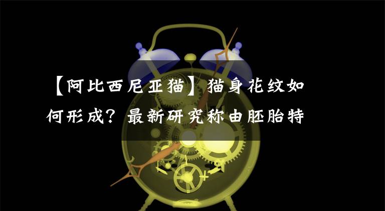 【阿比西尼亞貓】貓身花紋如何形成？最新研究稱由胚胎特定分子決定