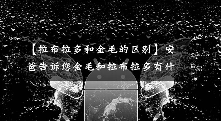 【拉布拉多和金毛的區(qū)別】安爸告訴您金毛和拉布拉多有什么區(qū)別？