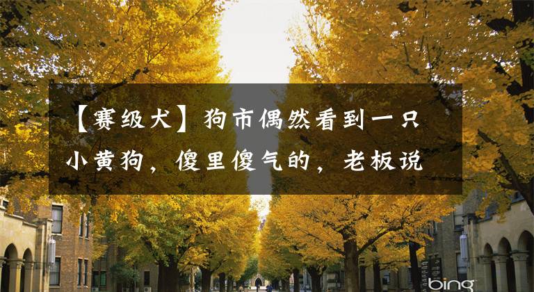 【賽級(jí)犬】狗市偶然看到一只小黃狗，傻里傻氣的，老板說(shuō)：這是賽級(jí)小金毛！