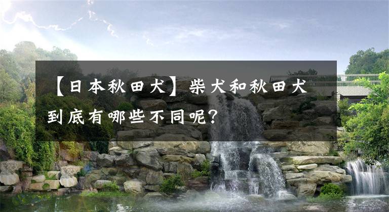 【日本秋田犬】柴犬和秋田犬到底有哪些不同呢？