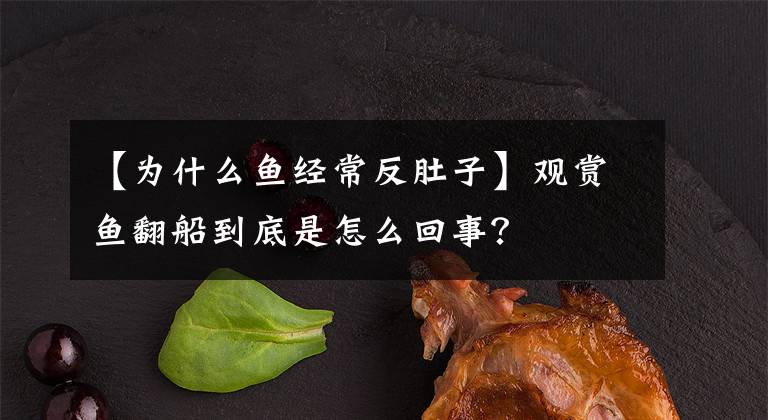 【為什么魚經(jīng)常反肚子】觀賞魚翻船到底是怎么回事？