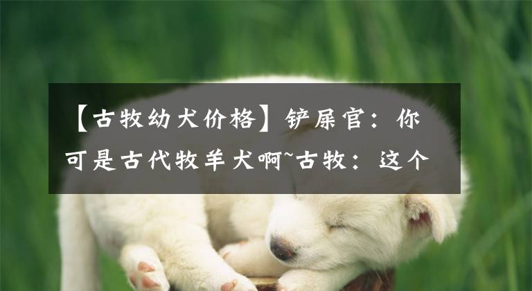 【古牧幼犬價格】鏟屎官：你可是古代牧羊犬啊~古牧：這個是現(xiàn)代羊，沒牧過不懂……