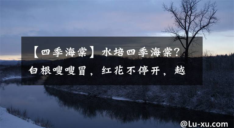 【四季海棠】水培四季海棠？白根嗖嗖冒，紅花不停開，越養(yǎng)越瘦小