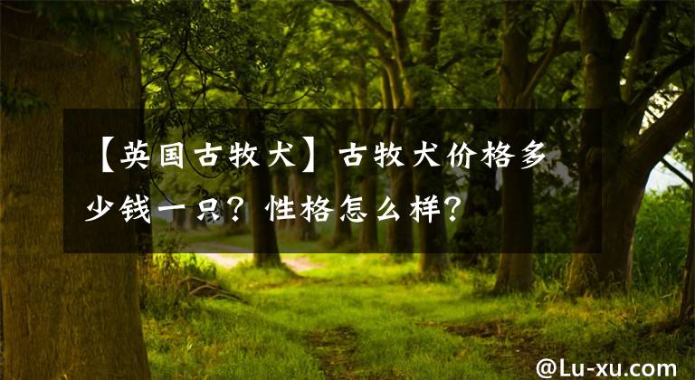 【英國古牧犬】古牧犬價格多少錢一只？性格怎么樣？